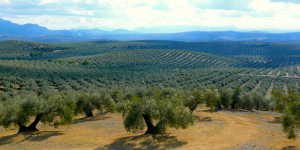 Olivenhaine Jaén Spanien