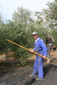 Ernte Oliven
