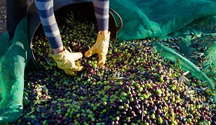 Handarbeit Olivenernte